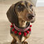 Ladran Gaucho Collar Frida para perros, , large indicador imagen numero 2