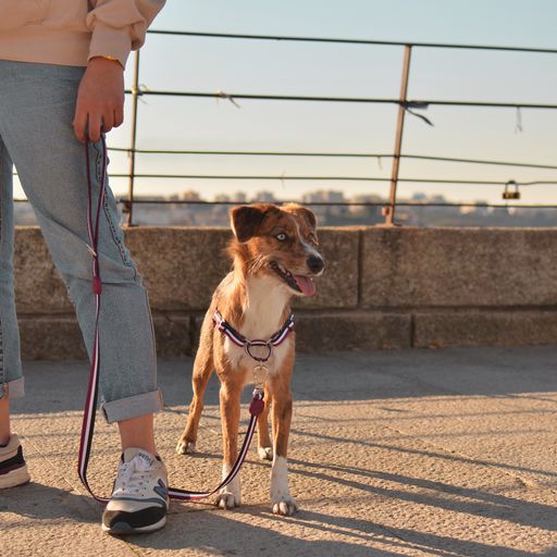 Dashi stripes correa de poli&eacute;ster p&uacute;rpura y negro para perros, , large Imagen numero 3