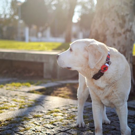 Collar Slide para perros color Multicolor, , large Imagen numero 3