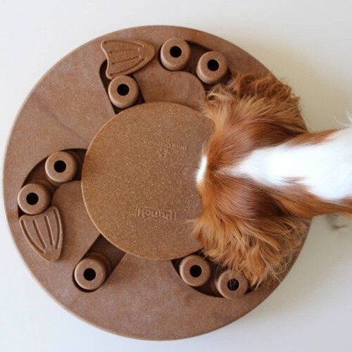 Juguete de inteligencia para perros thumbnail