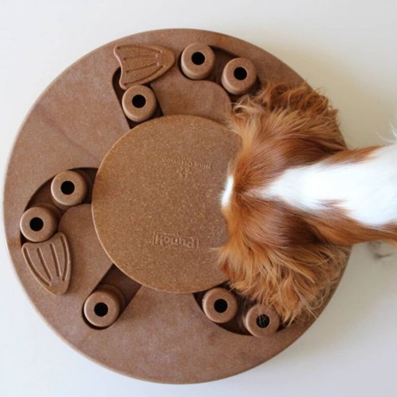 Juguete de inteligencia para perros thumbnail