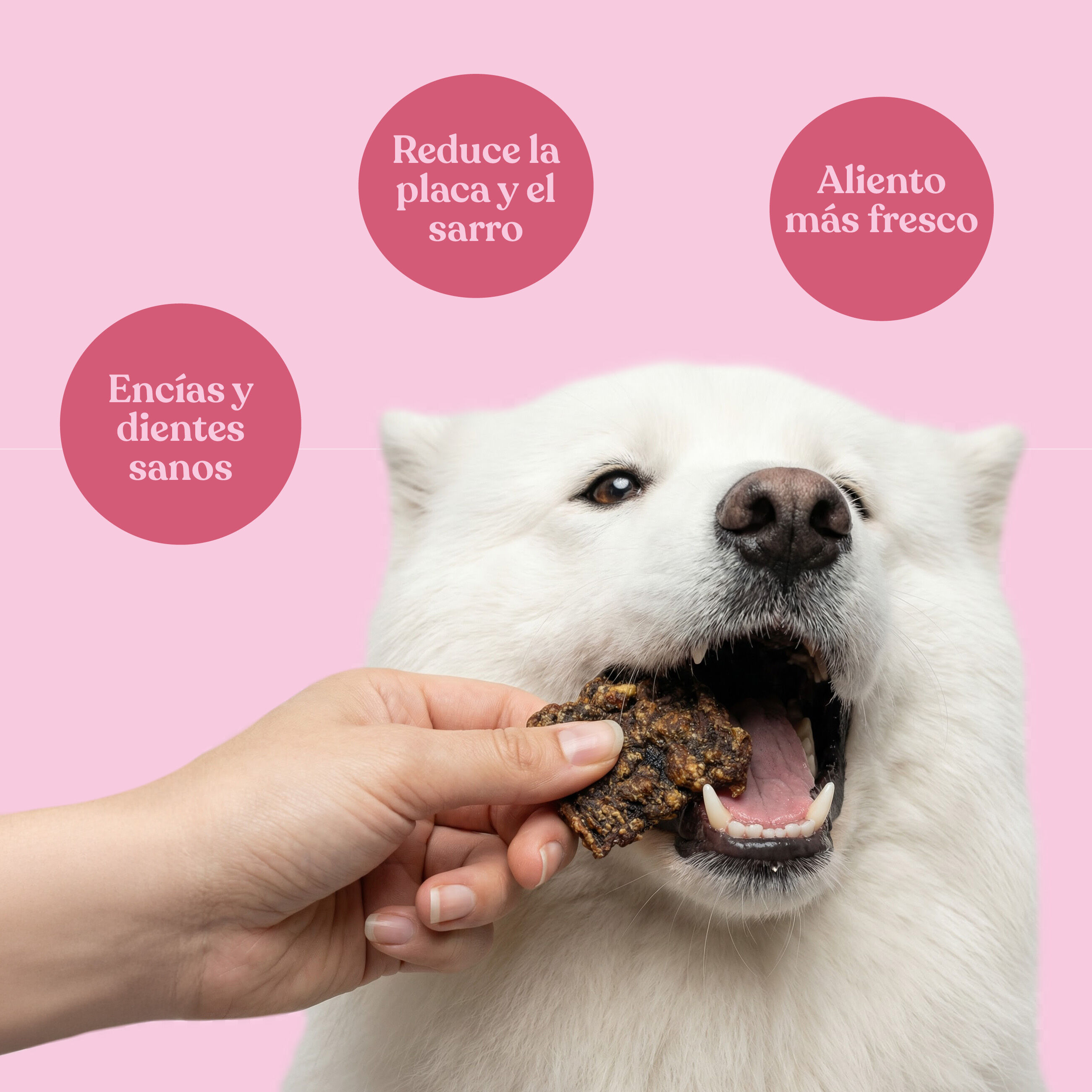 dr.bimix Galletitas de 92,8% Cerdo con 2% Manzana para Perros | Snack Natural Premium, , large Imagen numero 2