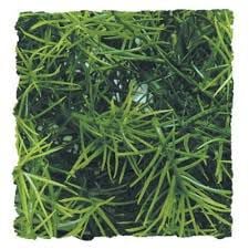 Zoo Med Planta Ariticial Casuarina para terrarios