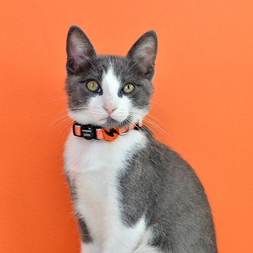 Collar La Casa de Papel Jarana para gatos, , large Imagen numero 2