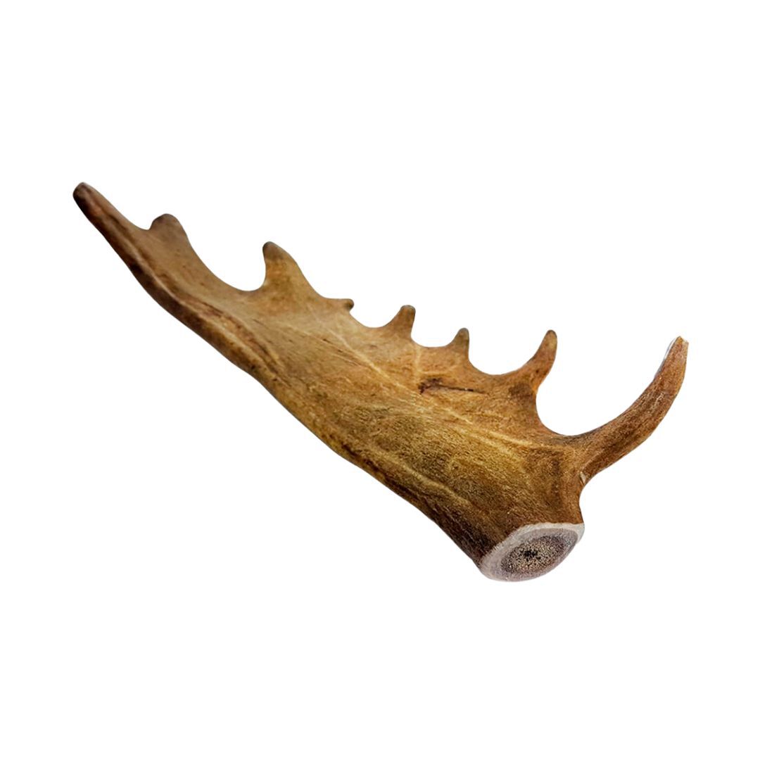 Mordedor de Asta de Gamo para perro, , large Imagen numero 2