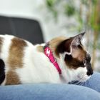 Collar de nylon para gatos color Rosa, , large image number null