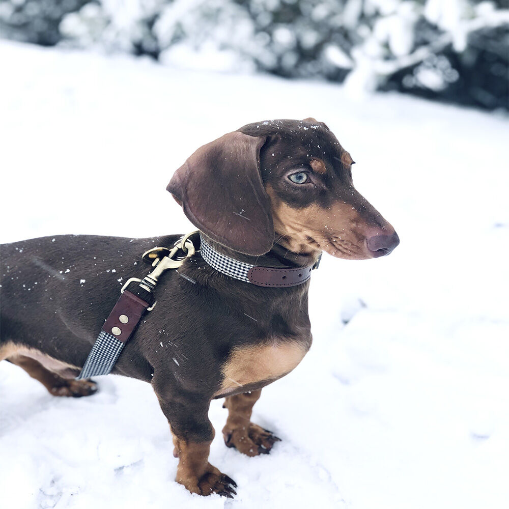 Ladran Gaucho Collar Milo hecho a mano para perros, , large Imagen numero 2