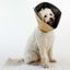 Collar médico para mascotas color Beige, , large indicador imagen numero 1