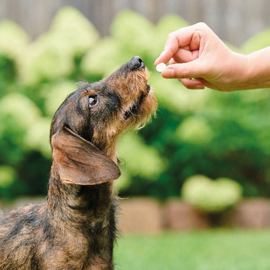 Beaphar VERMIpure Repelente Interno Natural en comprimidos para perros peque&ntilde;os y cachorros, , large Imagen numero 6