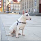 Arnés frontal para perros La Casa de Papel Golden, , large image number null