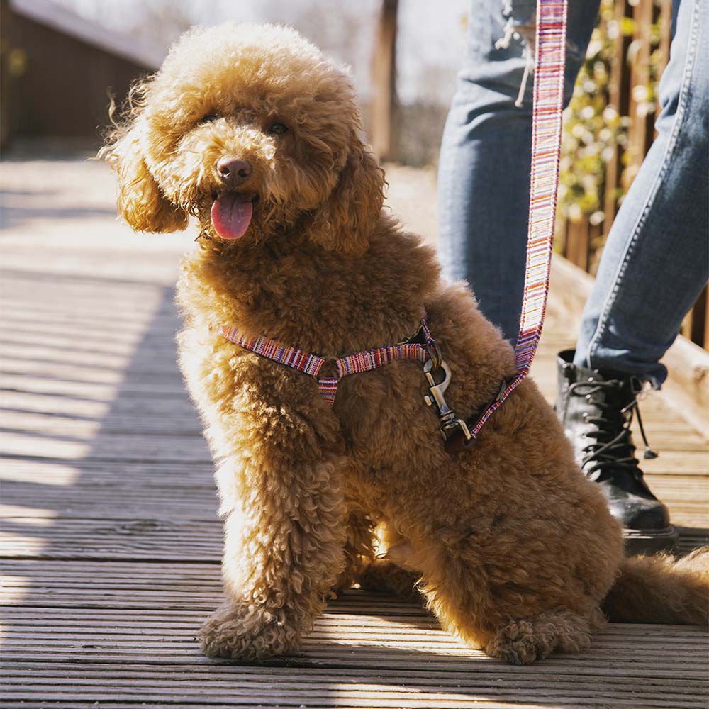 ARN&Eacute;S TOBY - M, , large Imagen numero 3