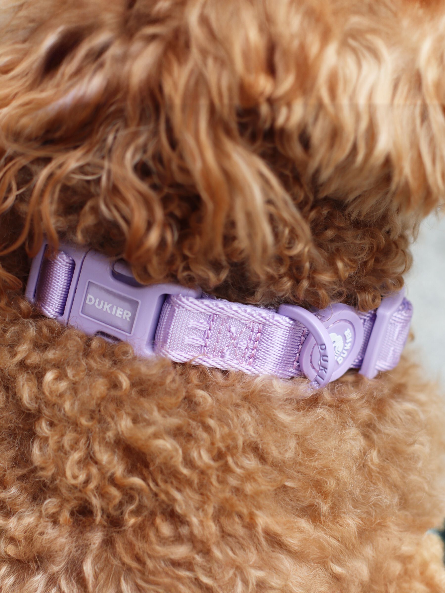 Collar Violet (Essentials) S, , large Imagen numero 4