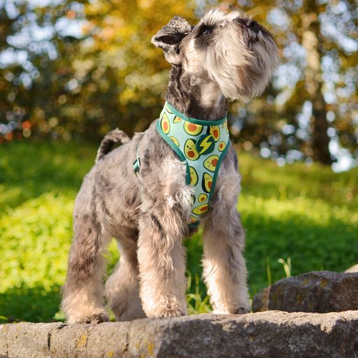 Dashi neo mesh avocado arn&eacute;s verde para perros grandes, , large Imagen numero 5