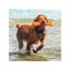 juguete interactivo para perros BIONIC Urban Stick, M, 23 cm, , large indicador imagen numero 5
