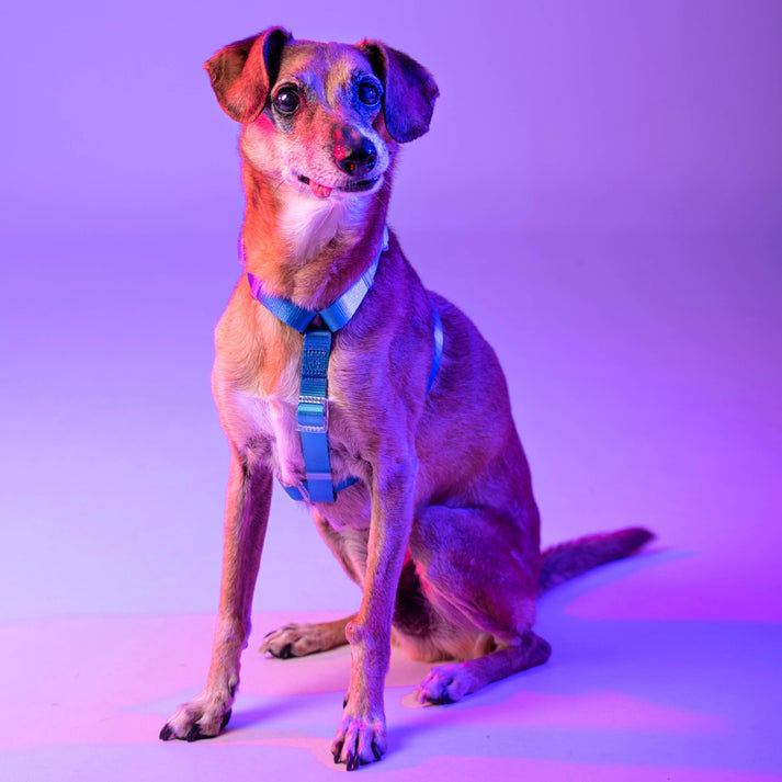 XUXO Arnés Azul NEON PARTY MIDNIGHT para perros thumbnail