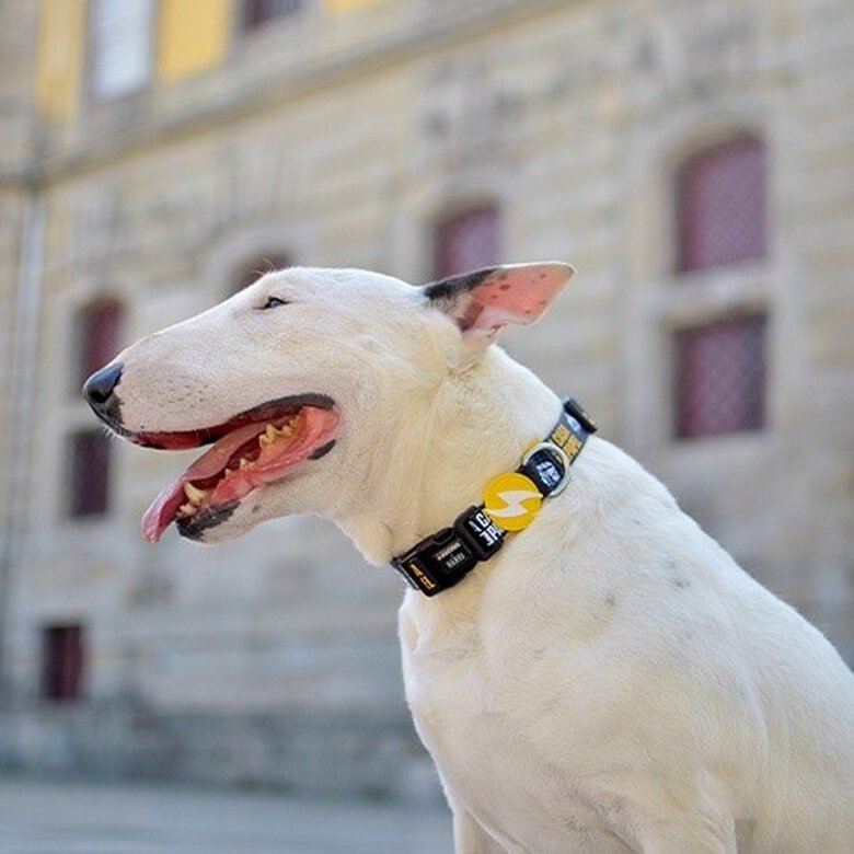 Collar para perros La Casa de Papel Golden, , large image number null