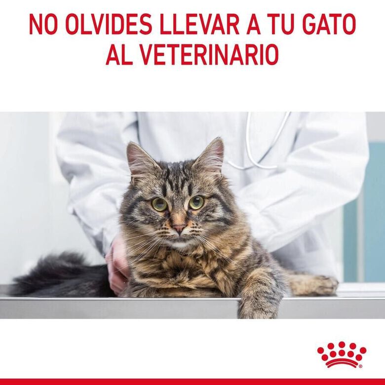 Royal Canin Intense Beauty gelatina sobre para gatos thumbnail