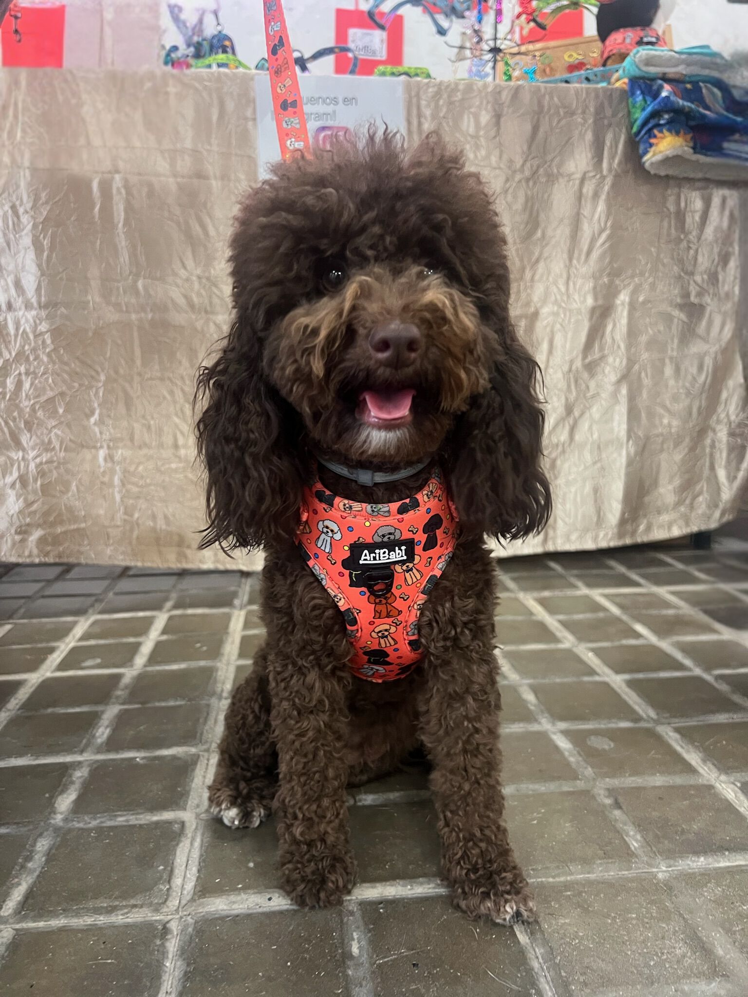 Correa Estampada CANICHES, , large Imagen numero 2