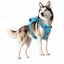PawView Arn&eacute;s Antitirones para Perros &ndash; Resistente, Impermeable y Seguro para Aventuras al Aire Libre, , large indicador imagen numero 1