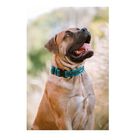 APEX DOG GEAR collar ajustable con cierre metálico turquesa para perros, , large image number null