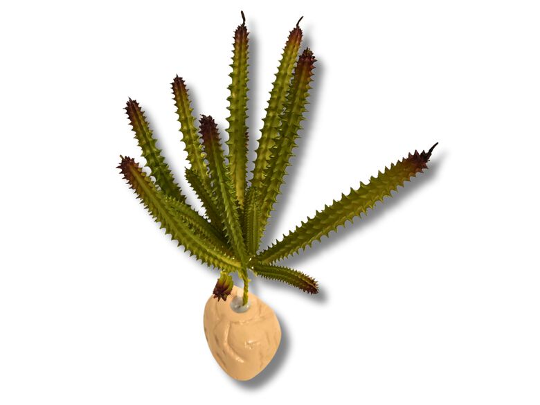 Reptilhábitat Planta Huernia De Decoración Para Terrarios thumbnail