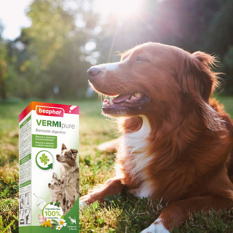 Beaphar VERMIpure Repelente Interno Natural Líquido para perros y cachorros thumbnail