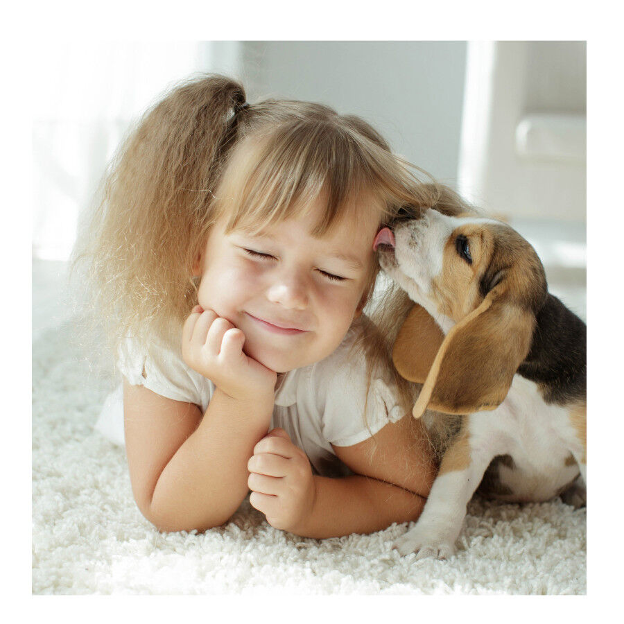 Beaphar Fiprotec Spray Antiparasitario para perros y gatos, , large Imagen numero 3