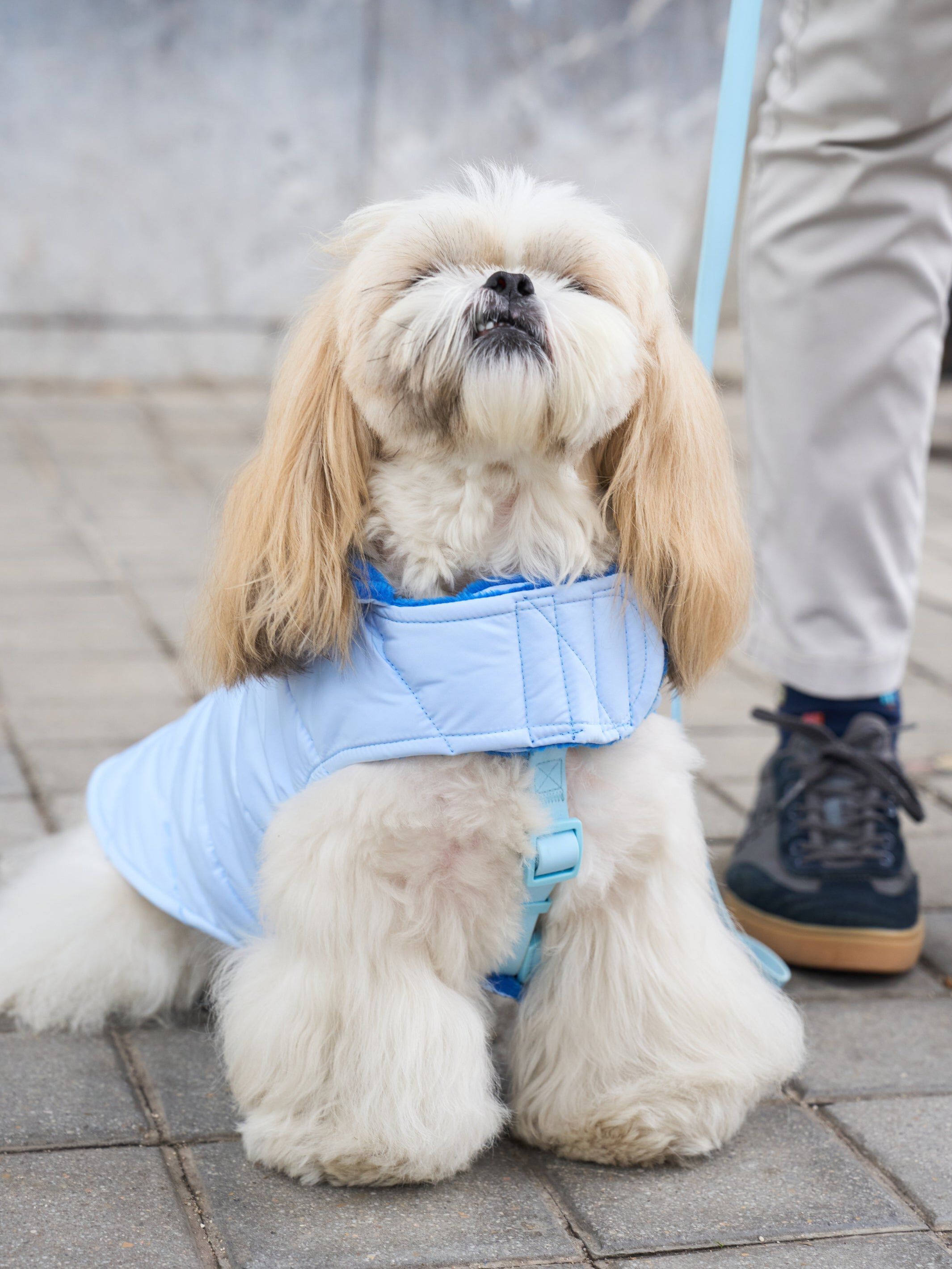 Dukier Abrigo Azul para perros thumbnail