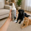 Nice Care Detergente Limpiador Higienizante Habitat para perros y gatos, , large indicador imagen numero 1