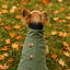 Outech Abrigo Trenca con Borreguito para perros, , large indicador imagen numero 2