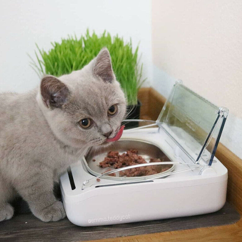 Sure Petcare Surefeed Comedero Automático con Microchip thumbnail