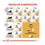 10 kg Royal Canin Adult Siamese pienso para gatos, , large indicador imagen numero 8