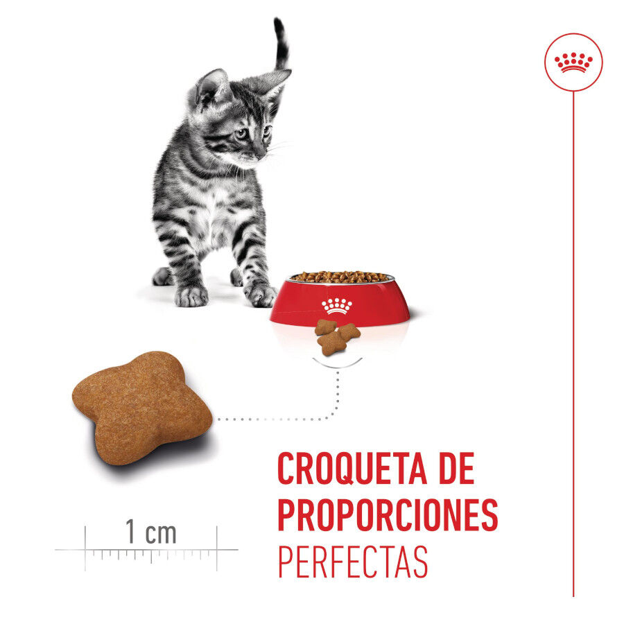 Royal Canin Kitten Sterilised pienso para gatos thumbnail