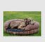 Yagu Cama Relax Vicoel&aacute;stico Indiana para perros, , large indicador imagen numero 3