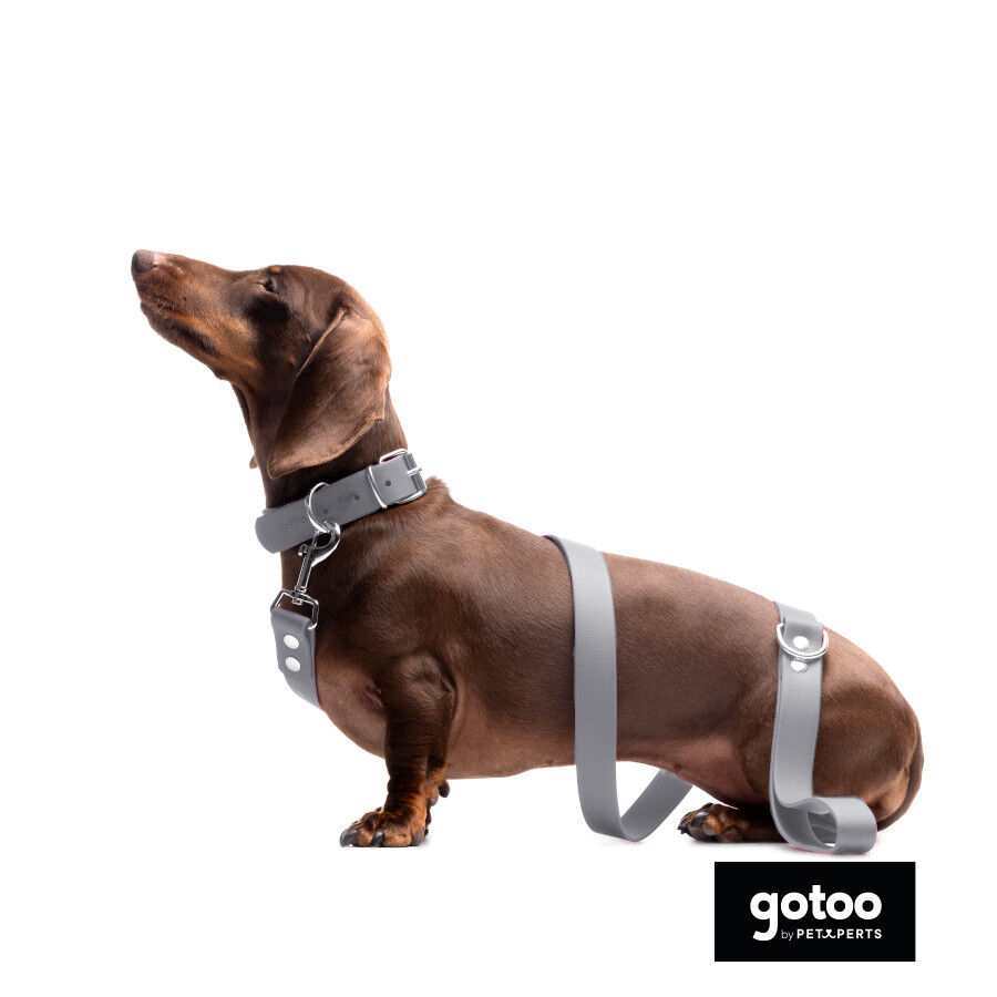 Gotoo Collar Biothane gris para perros, , large Imagen numero 6