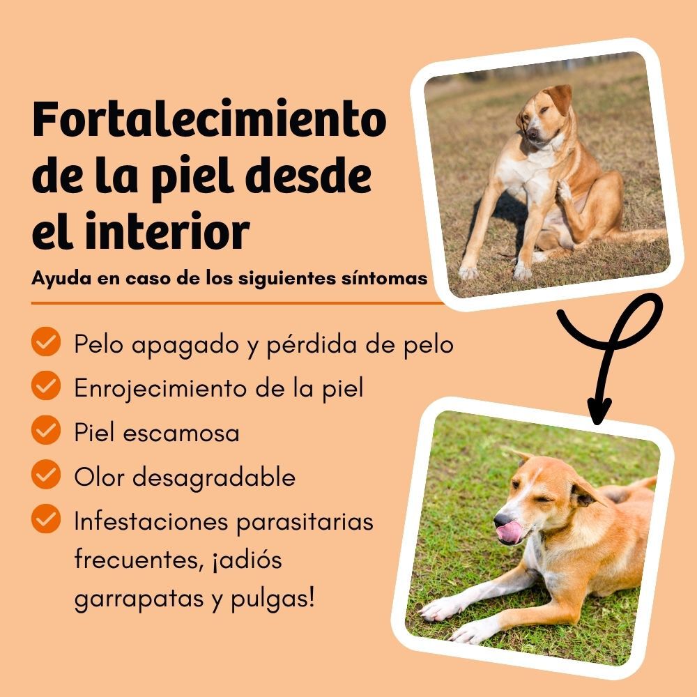 BugBell SkinHero Pienso 5x800 g &ndash; Hipoalerg&eacute;nico, sin cereales, con prote&iacute;na de insecto, aceite de comino negro, romero y cistus, , large Imagen numero 4