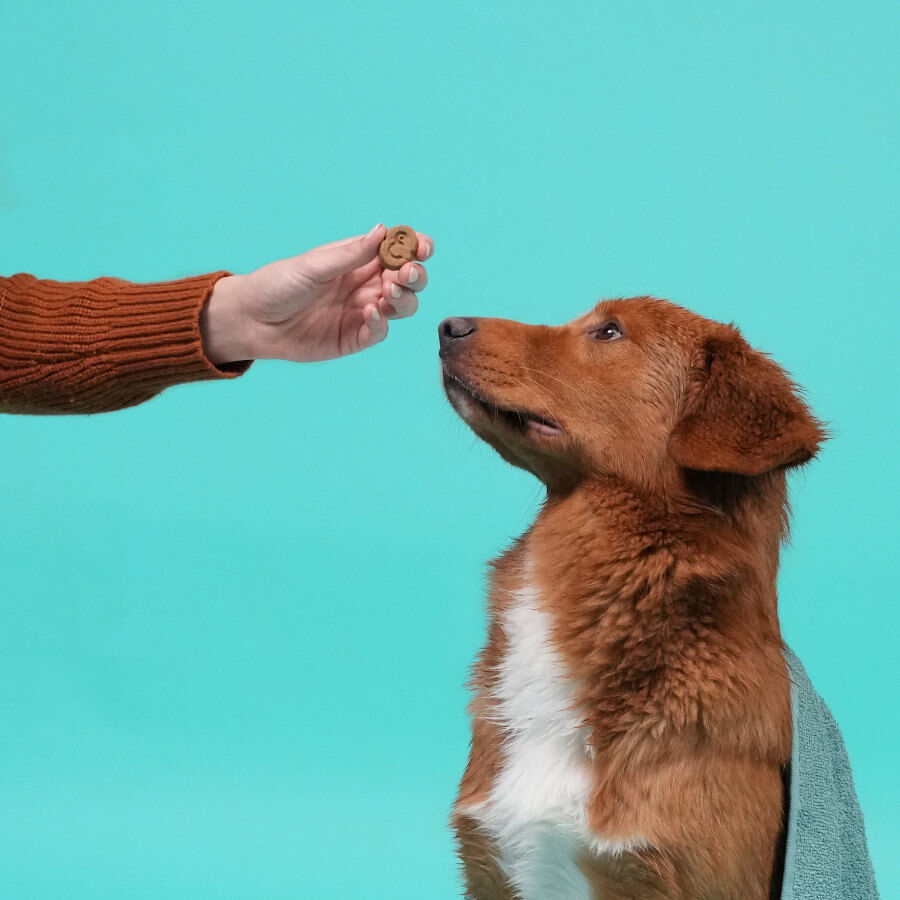 400 g Edgard & Cooper Galletas de Manzana para perros, , large Imagen numero 5