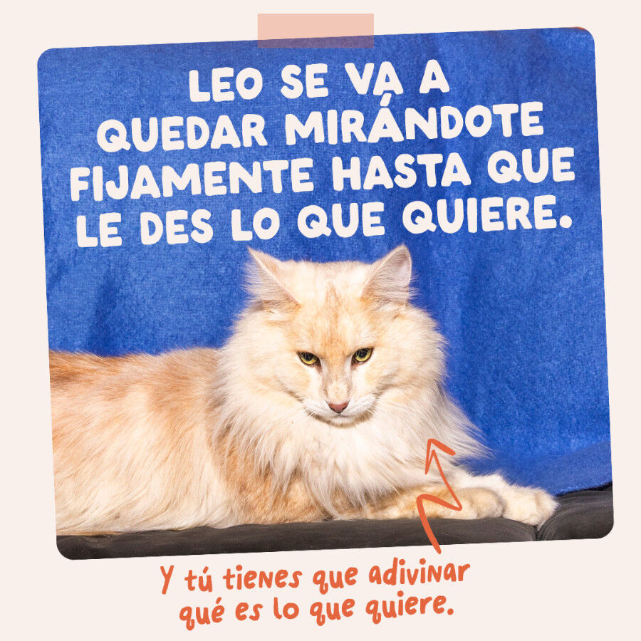 85 g Edgard & Cooper Pollo sobre en salsa para gatos, , large Imagen numero 10