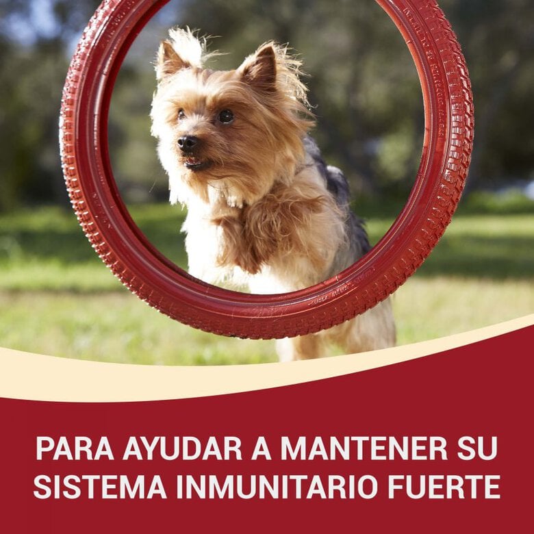 Purina One Mini Adult Pollo y Buey sobres para perros , , large image number null