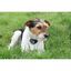 Collar Canicalm Spray para perros color Negro y Azul, , large indicador imagen numero 4