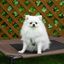 PawHut cama elevada marrón para perros, , large indicador imagen numero 5