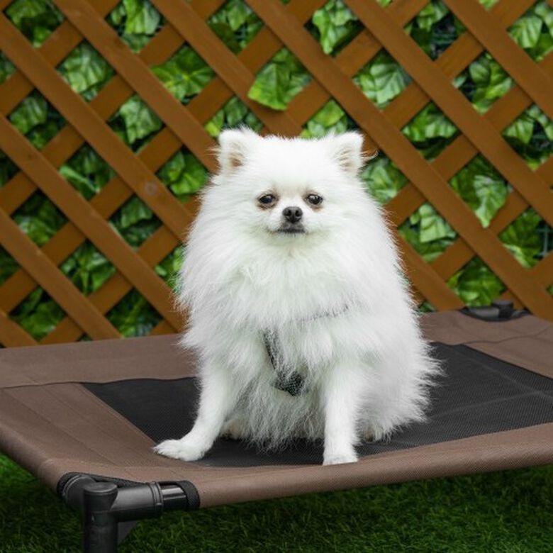 PawHut cama elevada marrón para perros thumbnail