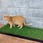 Petground Recambio XL, Cama para perros, Empapador, Alfombra Olfativa, Césped Natural, , large indicador imagen numero 5
