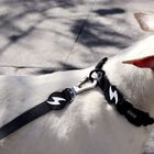 Collar para perro color Negro, , large image number null