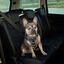 Arnés De Coche Para Mascotas, , large indicador imagen numero 4