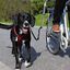 Correa de ciclismo para perros color Multicolor, , large indicador imagen numero 4