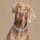 Baona collar doheny de nylon reciclado multicolor para perros, , large image number null