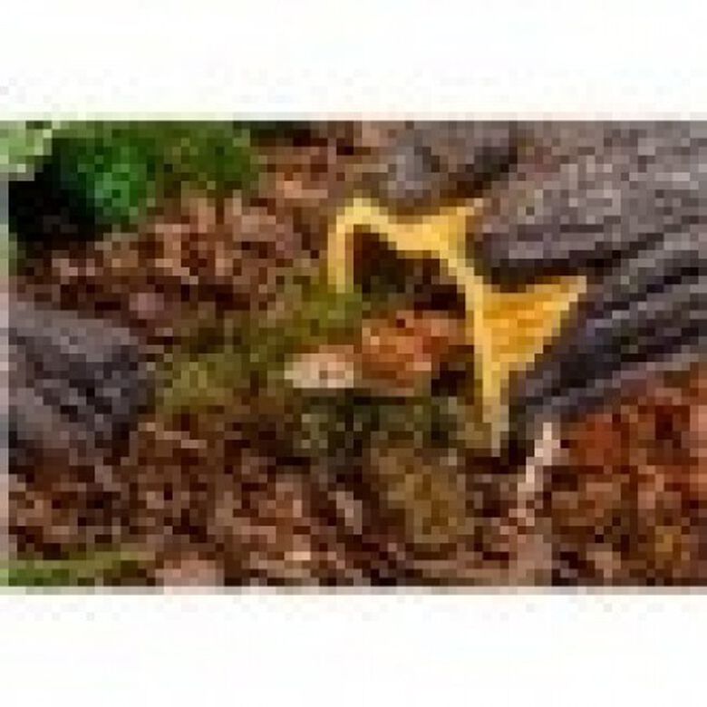 Cueva húmeda Wet Log para reptiles thumbnail