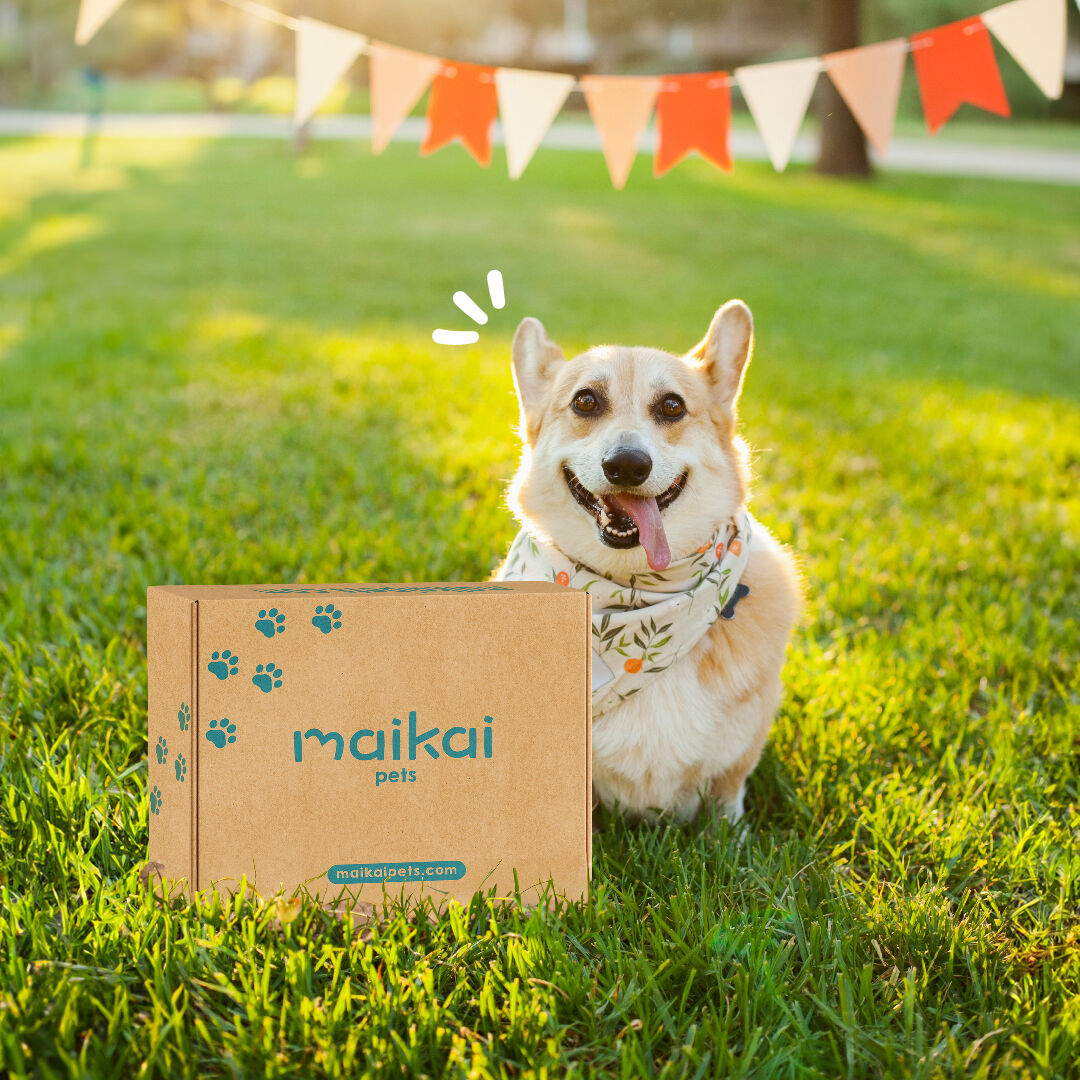 MAIKAI Pack de 7 Chuches para Perros + Aceite de Salm&oacute;n 250 ml, , large Imagen numero 4