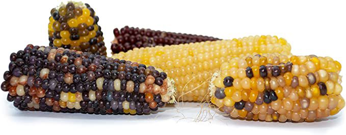 Mini Mazorcas de Ma&iacute;z para gallinas y Conejos - PicoMa&iacute;z &ndash; Snack 100% Natural para roedores y Aves &ndash; 240 g &ndash; Ayuda al Desgaste de Dientes y Pico, , large Imagen numero 3